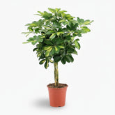Schefflera ‘Gold Capella’ – Arbre ombrelle panaché - Verdeia