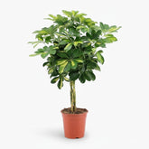 Schefflera ‘Gold Capella’ – Arbre ombrelle panaché - Verdeia