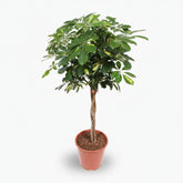 Schefflera ‘Gold Capella’ – Arbre ombrelle panaché - Verdeia