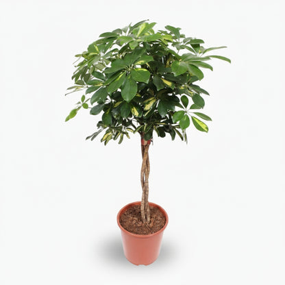 Schefflera ‘Gold Capella’ – Arbre ombrelle panaché - Verdeia