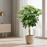 Schefflera ‘Gold Capella’ – Arbre ombrelle panaché - Verdeia