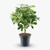 Schefflera ‘Gold Capella’ – Arbre ombrelle panaché - Verdeia