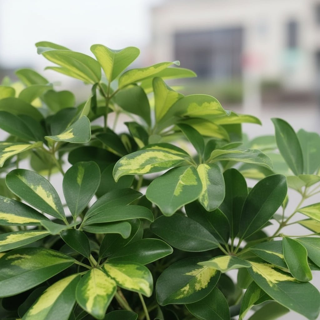 Schefflera ‘Gold Capella’ – Arbre ombrelle panaché - Verdeia