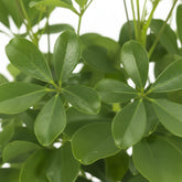 Schefflera Nora – Arbre - parapluie tropical élégant - Verdeia