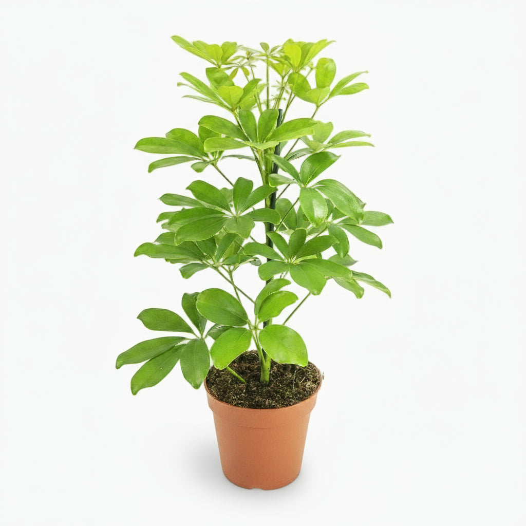 Schefflera Nora – Arbre - parapluie tropical élégant - Verdeia