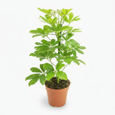 Schefflera Nora – Arbre - parapluie tropical élégant - Verdeia