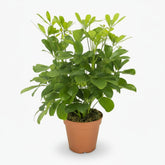 Schefflera Nora – Arbre - parapluie tropical élégant - Verdeia