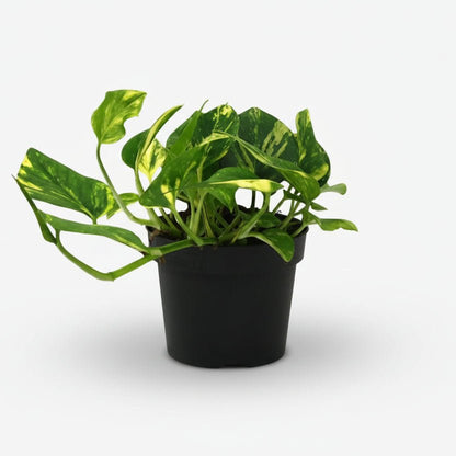 Scindapsus (Epipremnum) N&