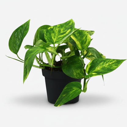 Scindapsus (Epipremnum) Pinnatum HiColor - Ø12cm - H20cm - Verdeia