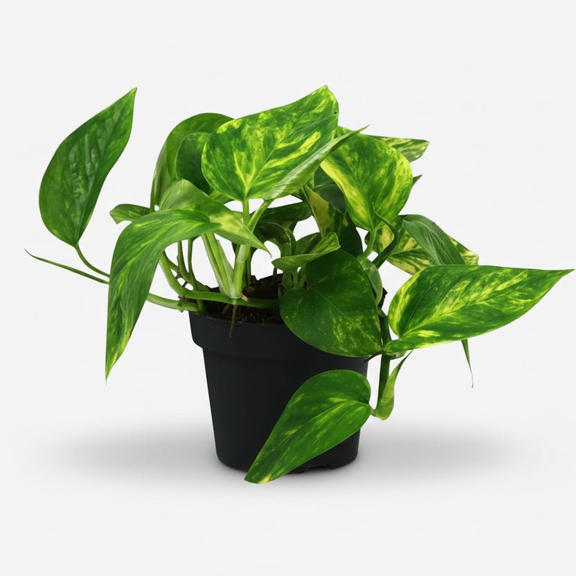 Scindapsus (Epipremnum) Pinnatum HiColor - Ø12cm - H20cm - Verdeia