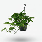 Scindapsus (Epipremnum) - Pothos - Verdeia