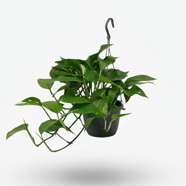 Scindapsus (Epipremnum) - Pothos - Verdeia