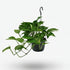 Scindapsus (Epipremnum) - Pothos - Verdeia