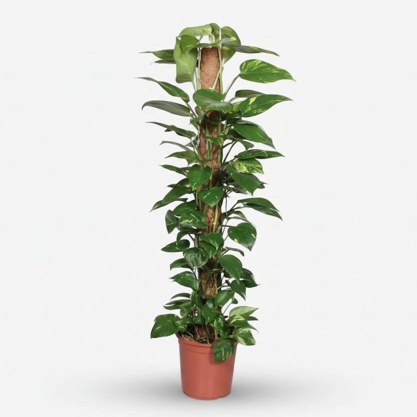 Scindapsus (Epipremnum) - Pothos - Verdeia