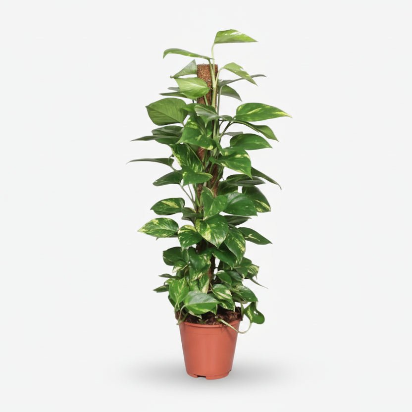 Scindapsus (Epipremnum) - Pothos - Verdeia