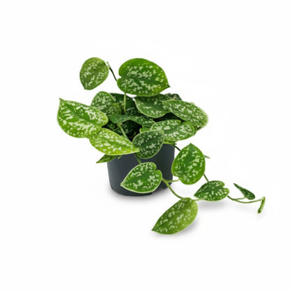 Scindapsus pictus ‘Argyraeus’ – Liane satinée - Verdeia