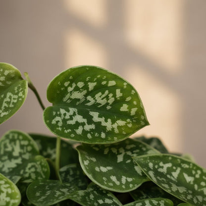 Scindapsus pictus ‘Argyraeus’ – Liane satinée - Verdeia