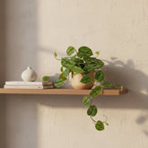 Scindapsus pictus ‘Argyraeus’ – Liane satinée - Verdeia