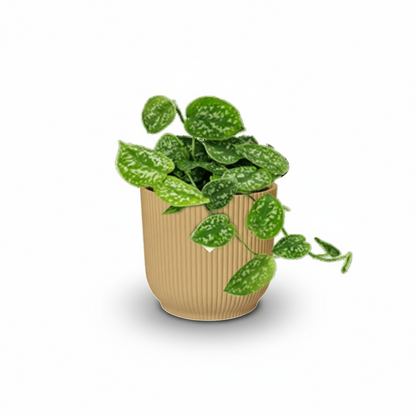 Scindapsus pictus ‘Argyraeus’ – Liane satinée - Verdeia