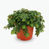 Sedum Tornado – Plante grasse retombante – Ø11cm – ↕15cm - Verdeia