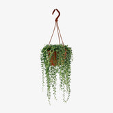 Senecio Herreianus - Ø12cm - H20cm - Verdeia