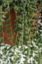 Senecio Herreianus - Ø12cm - H20cm - Verdeia