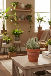 Senecio Scaposus — Ø10,5 cm — H15 cm - Verdeia