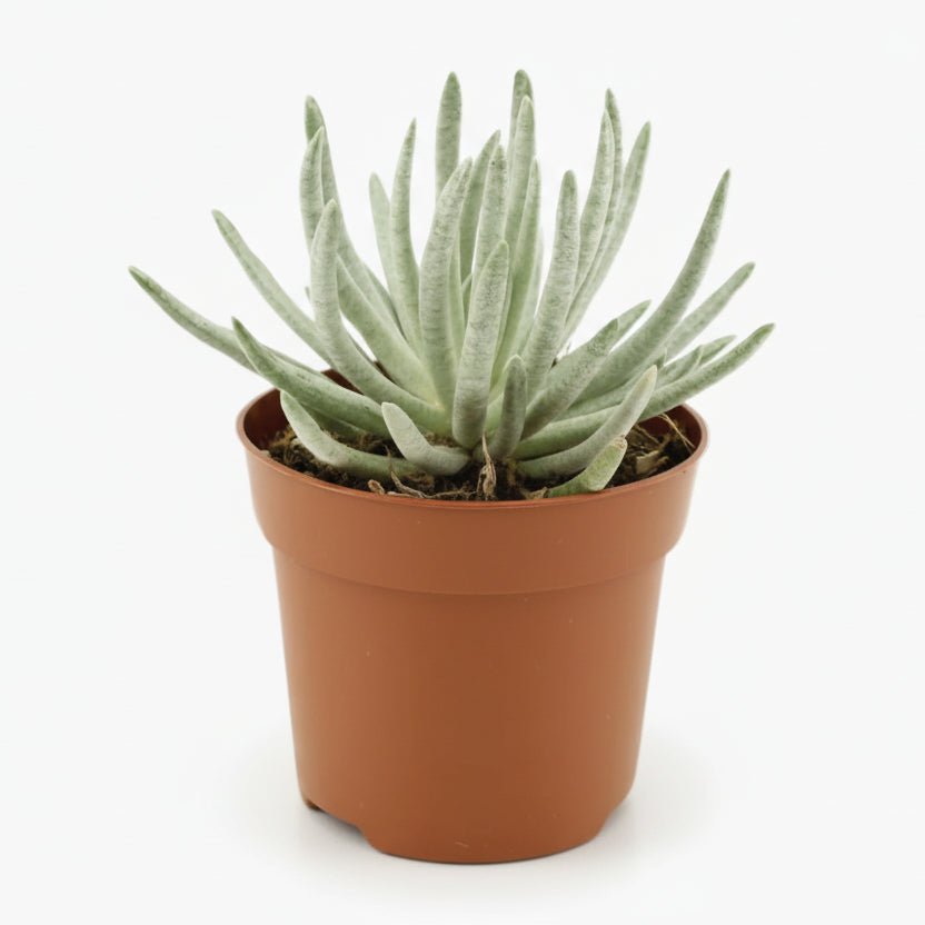 Senecio Scaposus — Ø10,5 cm — H15 cm - Verdeia