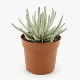 Senecio Scaposus — Ø10,5 cm — H15 cm - Verdeia