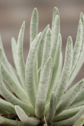 Senecio Scaposus — Ø10,5 cm — H15 cm - Verdeia