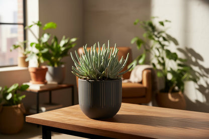 Senecio Scaposus — Ø10,5 cm — H15 cm - Verdeia