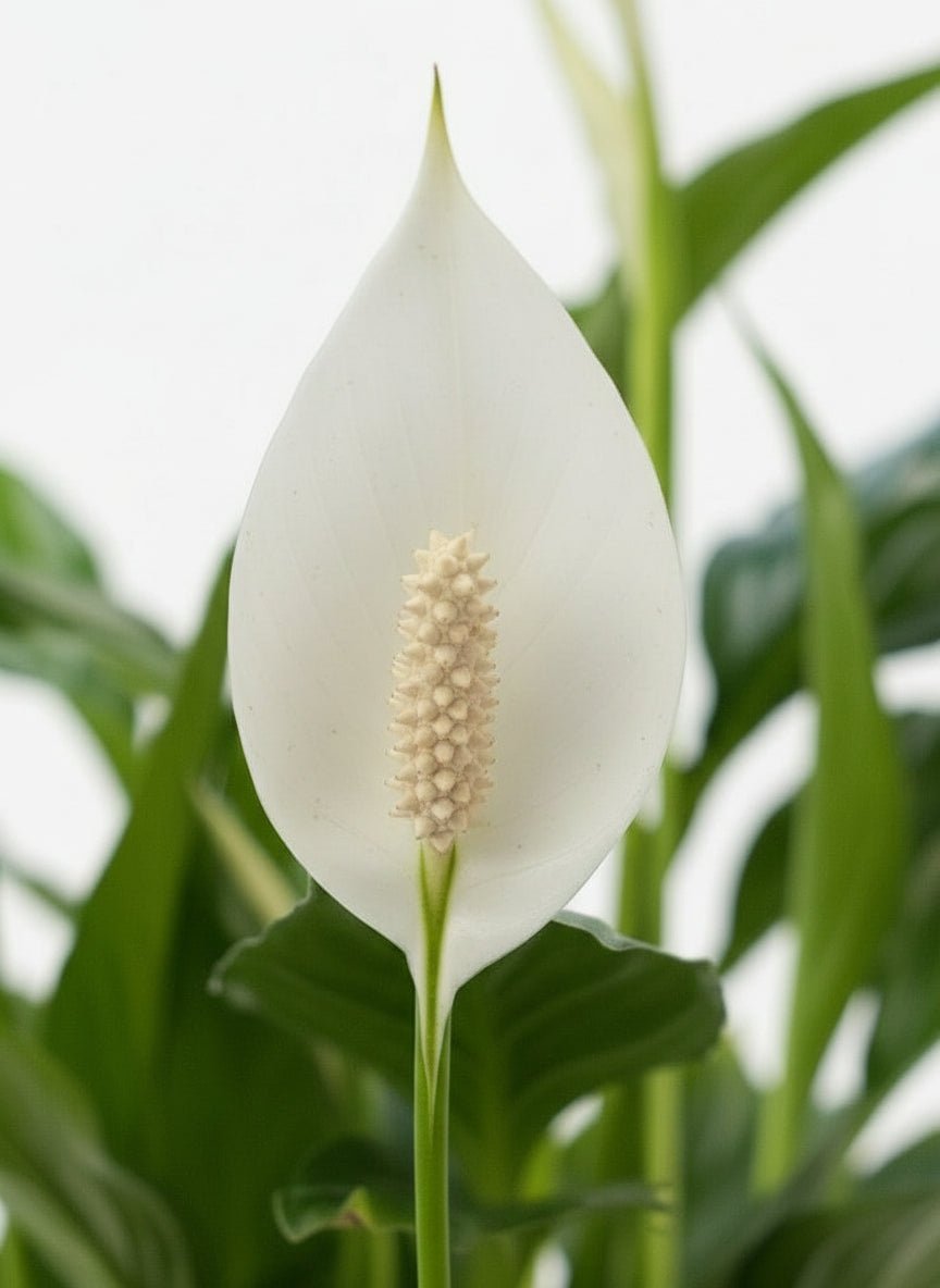 Spathiphyllum – Fleur de lune – Pot céramique bronze (Ø12 x H35 cm) - Verdeia