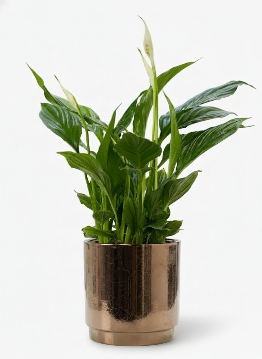Spathiphyllum – Fleur de lune – Pot céramique bronze (Ø12 x H35 cm) - Verdeia