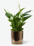 Spathiphyllum – Fleur de lune – Pot céramique bronze (Ø12 x H35 cm) - Verdeia