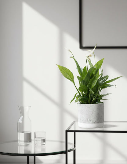 Spathiphyllum – Fleur de lune – Pot céramique gris (Ø12 x H35 cm) - Verdeia