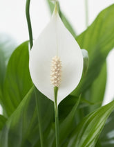 Spathiphyllum – Fleur de lune – Pot céramique gris (Ø12 x H35 cm) - Verdeia