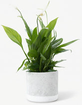 Spathiphyllum – Fleur de lune – Pot céramique gris (Ø12 x H35 cm) - Verdeia