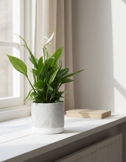 Spathiphyllum – Fleur de lune – Pot céramique gris (Ø12 x H35 cm) - Verdeia
