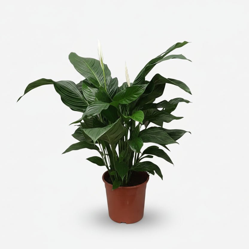 Spathiphyllum Sweet Silvana — Fleur de lune — Ø24 cm — H80 cm - Verdeia