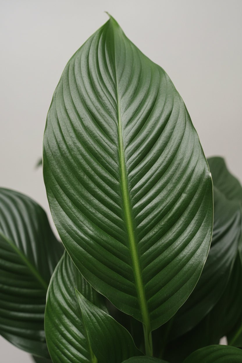 Spathiphyllum Sweet Silvana — Fleur de lune — Ø24 cm — H80 cm - Verdeia