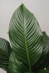 Spathiphyllum Sweet Silvana — Fleur de lune — Ø24 cm — H80 cm - Verdeia