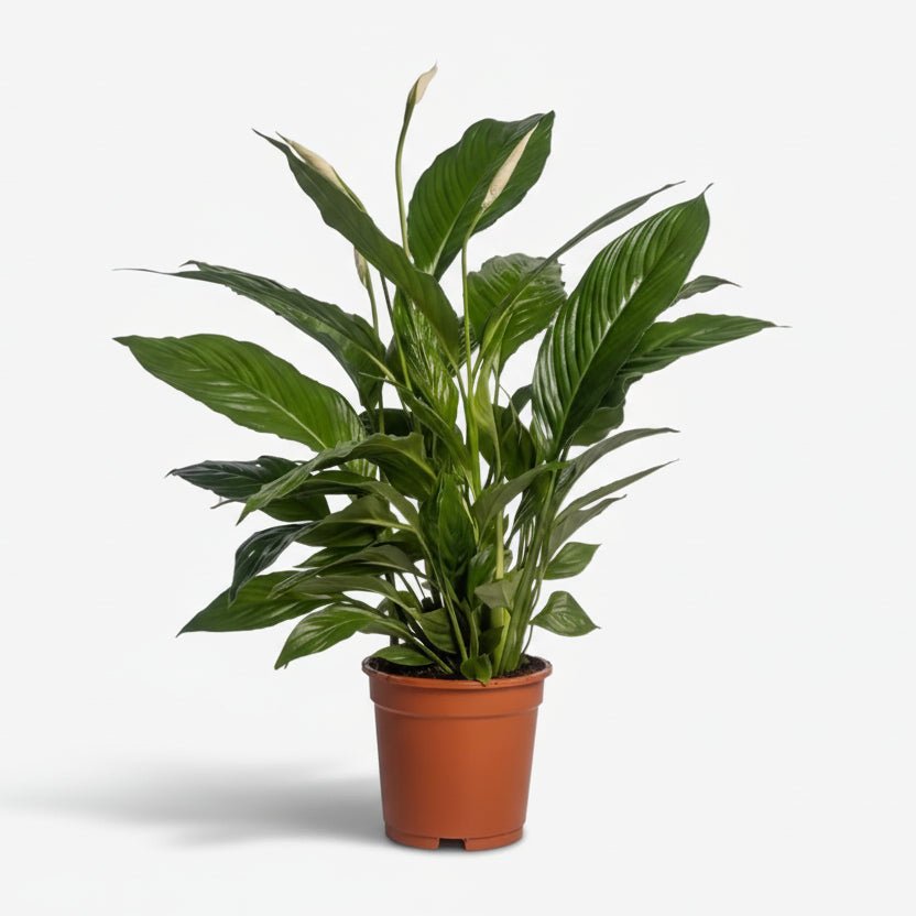 Spathiphyllum Vivaldi — Fleur de lune — Ø17 cm — H70 cm - Verdeia