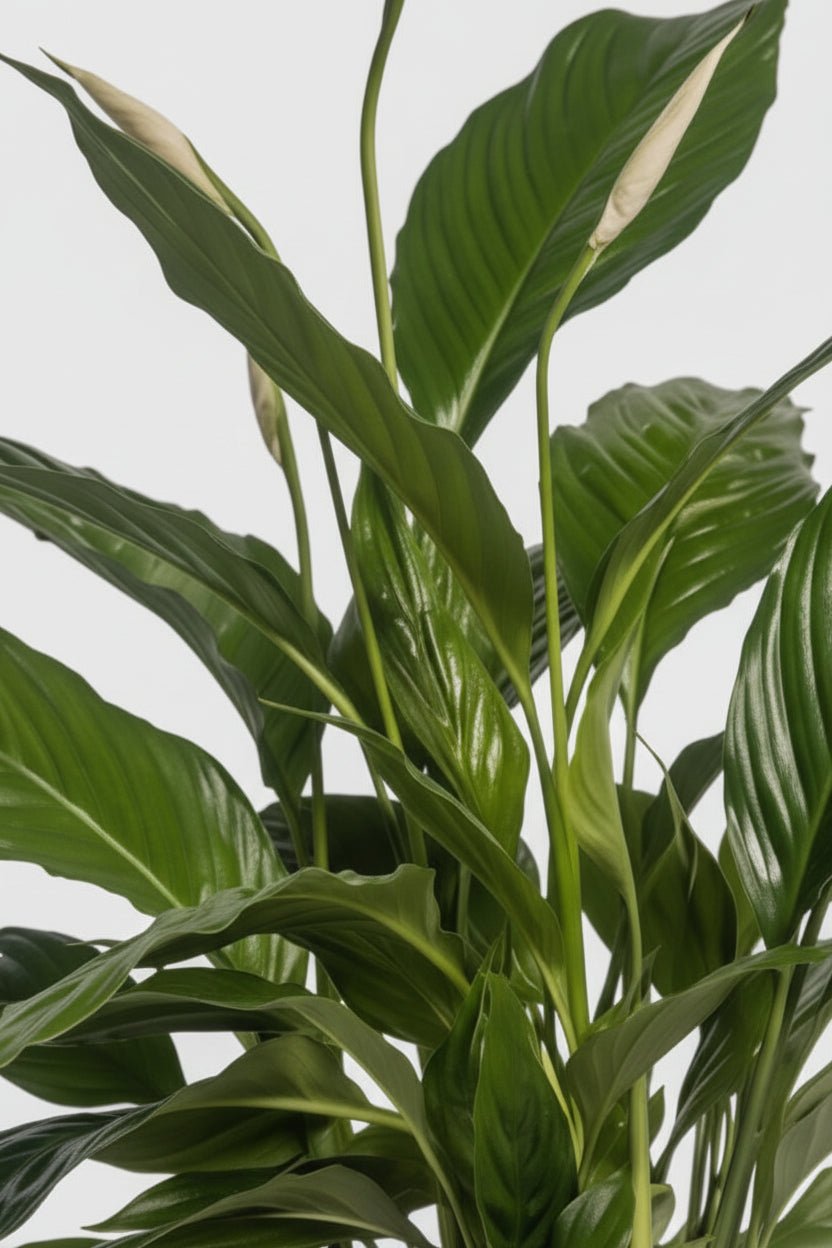 Spathiphyllum Vivaldi — Fleur de lune — Ø17 cm — H70 cm - Verdeia