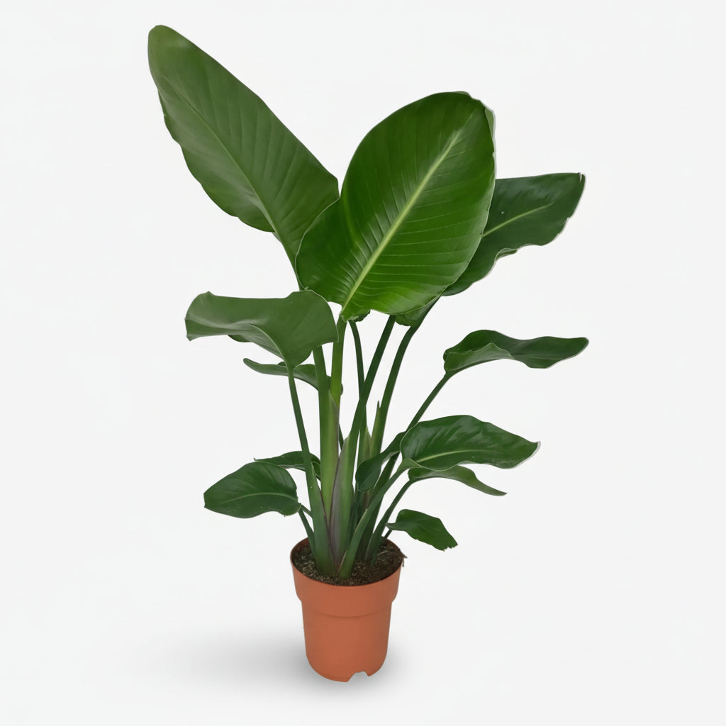 Strelitzia nicolai – Paradisier blanc / Oiseau de paradis - Verdeia