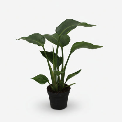 Strelitzia nicolai – Paradisier blanc / Oiseau de paradis - Verdeia