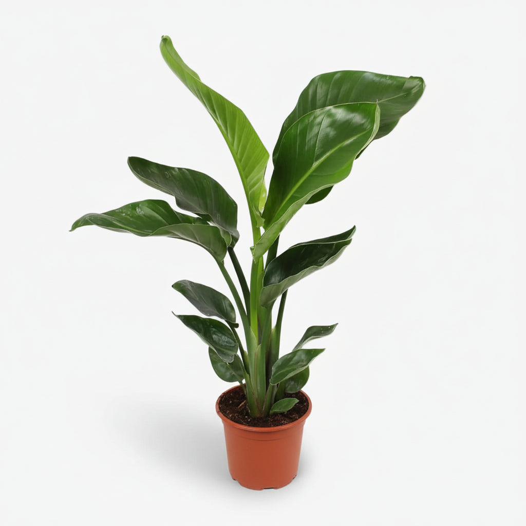 Strelitzia nicolai – Paradisier blanc / Oiseau de paradis - Verdeia