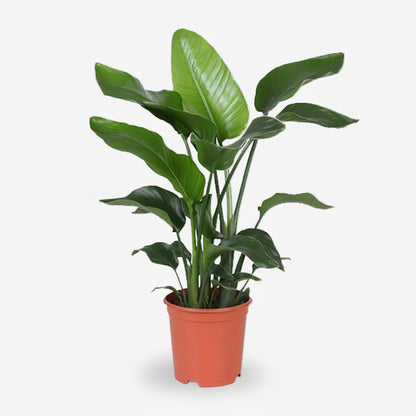 Strelitzia nicolai – Paradisier blanc / Oiseau de paradis - Verdeia