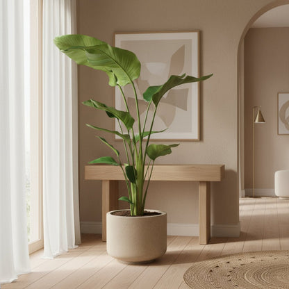 Strelitzia nicolai – Paradisier blanc / Oiseau de paradis - Verdeia