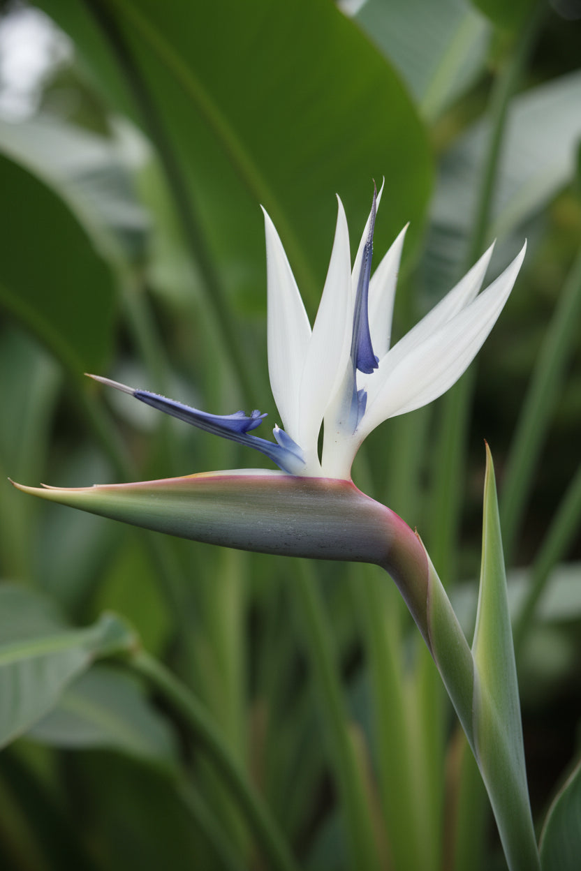 Strelitzia nicolai – Paradisier blanc / Oiseau de paradis - Verdeia