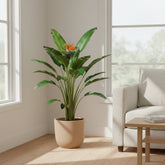 Strelitzia Reginae — Oiseau de paradis — Ø12 cm — H40 cm - Verdeia